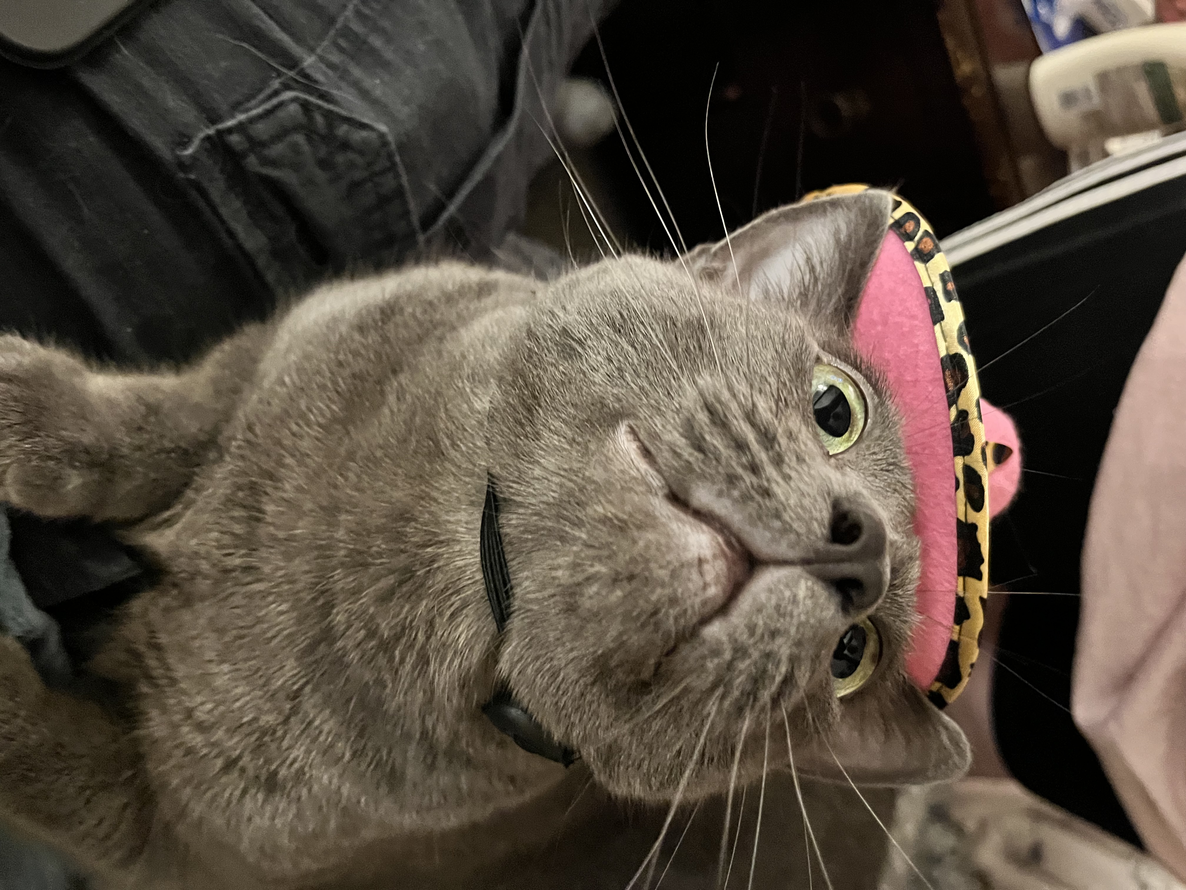 chonks