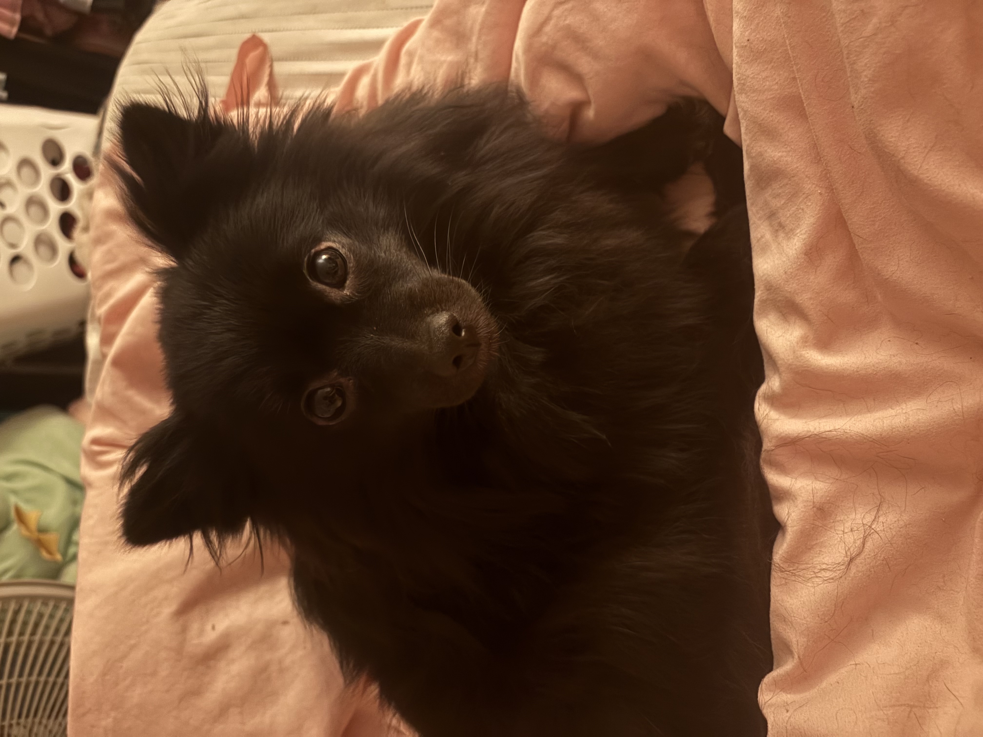 Miko
