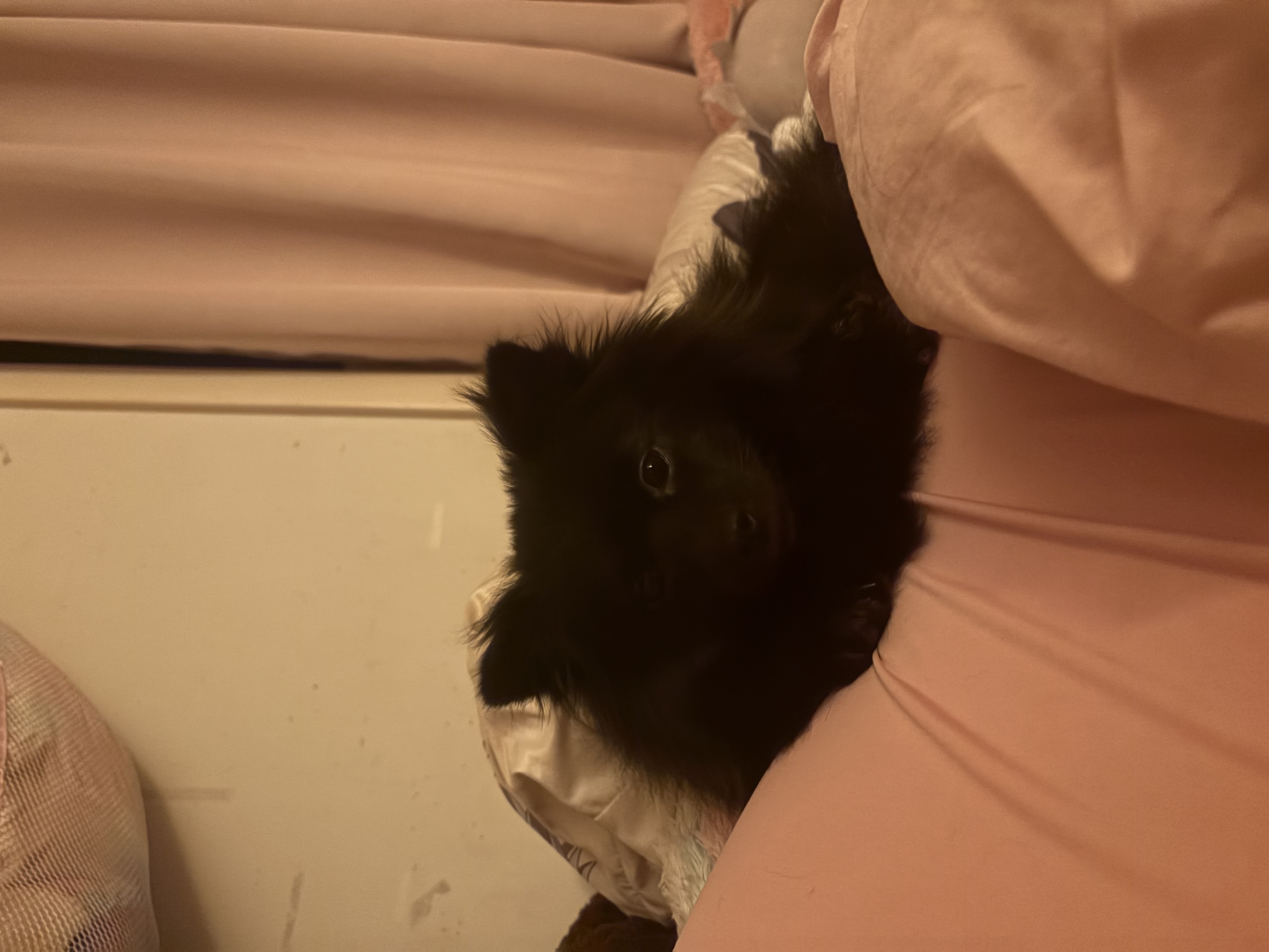 miko