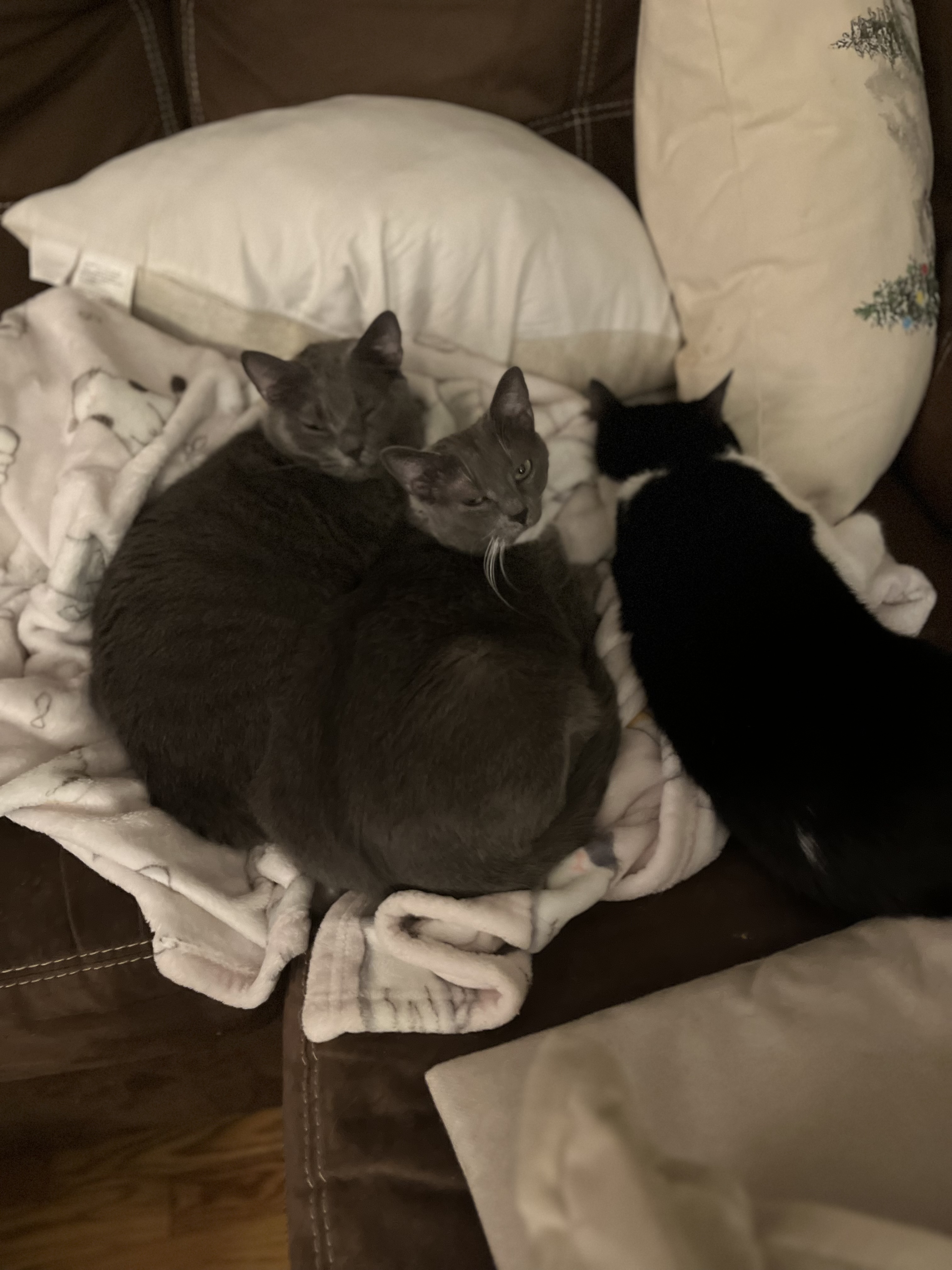 the cats